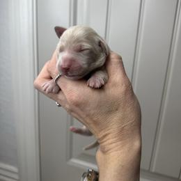 Girl 5 - Cream female Goldendoodle puppy in Fayetteville, Arkansas from Silver Hill Farm