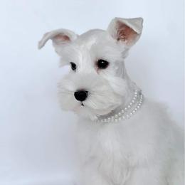 Luna - Miniature Schnauzer