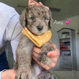 Ava - Chocolate female Assorted Doodle Crosses puppy in Port Saint Lucie, Florida from Sommerdoodle