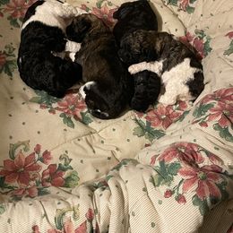 Poodle Puppies from Paddock's Purebred Poodles