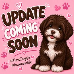 Hope - Chocolate female Havanese puppy in Arizona from HavaDoggie