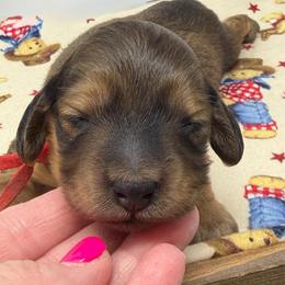 Beau - Red male Dachshund puppy in Murfreesboro, Tennessee from Kimbrie's Dream Cream Doxies