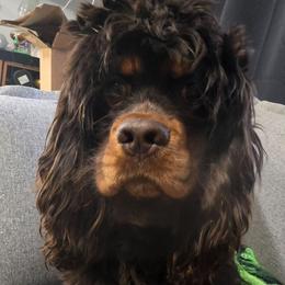 Dusty - Cocker Spaniel