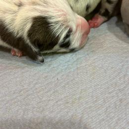 Blue harlequin - Blue male Great Dane puppy in Greenville, South Carolina from Allen’s Ridge Ranch
