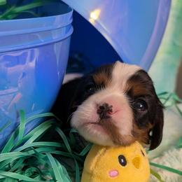 Theo - Tri-color male Cavalier King Charles Spaniel puppy in Stilwell, Oklahoma from Love Bug Cavaliers