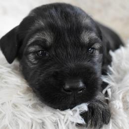 Axle (Dark Blue) - Pepper and salt male Giant Schnauzer puppy in Harrisville, Utah from Diamond in the Ruff