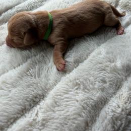 Green boy - Red male Dachshund puppy in Kelso, Washington from New Age Doxies