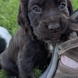 NOT A PET Working Home Only - Liver female English Cocker Spaniel puppy in Phillips, Nebraska from Fenloch Gundogs