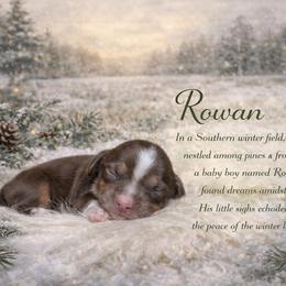 Rowan - Piebald male Dachshund puppy in Washburn, Tennessee from Clinch Mountain Dachshunds