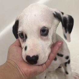 Levi - White and black male Dalmatian puppy in Hastings, Florida from Love My Spotty Dalmatians