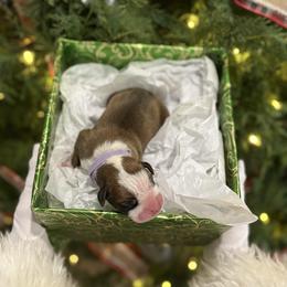 Ginger - Fawn female Boxer puppy in Waycross, Georgia from David's Boxers
