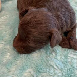 Red Phantom F1 - Red phantom female Aussiedoodle puppy in Bee Branch, Arkansas from Scroggins Creek Doodles