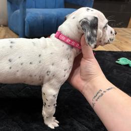 Dalmatians from Spot Splattered Dalmatians