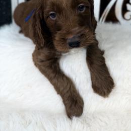Goldendoodle and Poodle Puppies from Northern Heart Standards