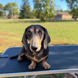 Izzy - Dachshund