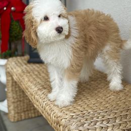 Summer - Red male Bernedoodle puppy in West Jordan, Utah from Doodles Friend