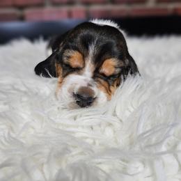 Bubbly Bonanaza - Black brown and white female Basset Hound puppy in Lone Jack, Missouri from Wee Little Bassets