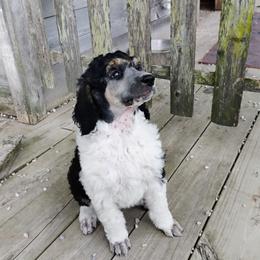 Girl 4 - Parti female Poodle puppy in Whitehouse, Ohio from N'Co. Parti Poodles