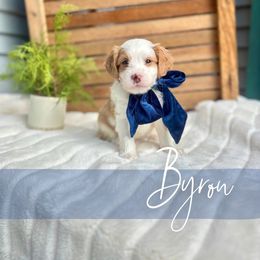 Byron - Red male Bernedoodle puppy in Buda, Illinois from Hamilton Farm Doodles