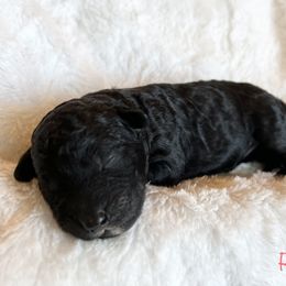 Girl 1 - Black and white Bernedoodle puppy in Shell Lake, Wisconsin from KC Acres