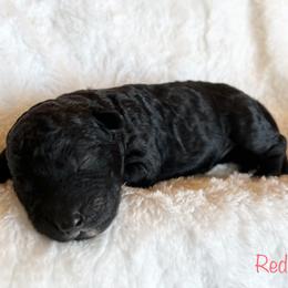 Girl 1 - Black and white Bernedoodle puppy in Shell Lake, Wisconsin from KC Acres