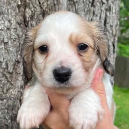 Dachshund puppies from Mimidachs of Texas