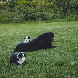 Australian Shepherd Puppies from Rana's Australian Shepherds