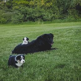 Australian Shepherd Puppies from Rana's Australian Shepherds