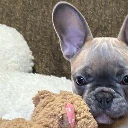 French Bulldogs from Olivias Frenchies