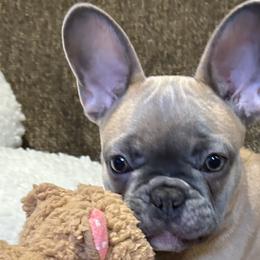 French Bulldogs from Olivias Frenchies