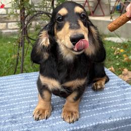Farrah - Black and cream female Dachshund puppy in Stilwell, Oklahoma from Peavine Creek Dachshunds