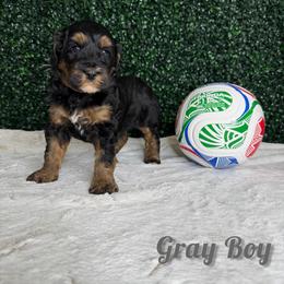Grey Boy - Phantom male Bernedoodle puppy in Modesto, California from Two Doods Doodles