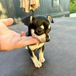 Little Tito's - Blue and tan male Chihuahua puppy in Alvord, Texas from Gift of Gods Favor