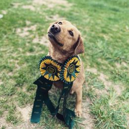Cypress - Labrador Retriever