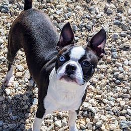 Cricket - Boston Terrier