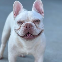 Boston Terriers and French Bulldogs from Down With Dog
