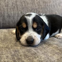 Green Collar - blue ticked - Black tan and bluetick male Beagle puppy in Princeton, Minnesota from Thor’s Beagles & Maha’s Staffy