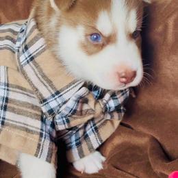 Rory - Red and white male Siberian Husky puppy in Atlanta, Georgia from Lobban Huskies