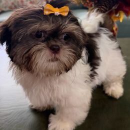 Girl 4 - Liver and white female Shih Tzu puppy in Ocala, Florida from Mimi's Shih-tzus of Ocala