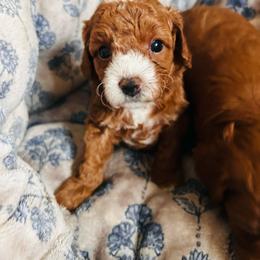 Coco - Red female Cavapoo puppy in Natural Bridge, Virginia from Rockbridge Puppies