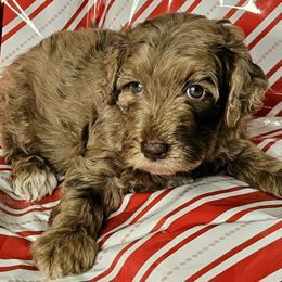 Bo Peep - Merle female Goldendoodle puppy in Peoria,  Az, Arizona from Not Just "Golden" Doodles
