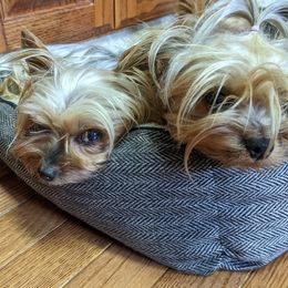 Yorkshire Terriers from Patti Hood's Yorkshire Terriers