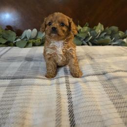 Boy 2 - Red male Cavapoo puppy in Copan, Oklahoma from Tatums cavapoos