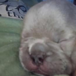 French Bulldogs from Jen Haney