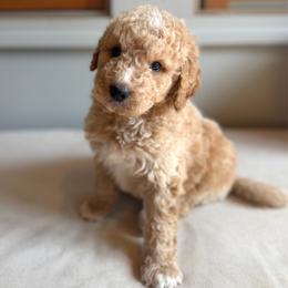 Ford - Red male Bernedoodle puppy in Gales Ferry, Connecticut from Schweers Goldens and Doodles
