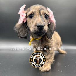 Ella - 3500 - Cream female Dachshund puppy in Houston, Texas from Texas Regal Dachshunds LLC