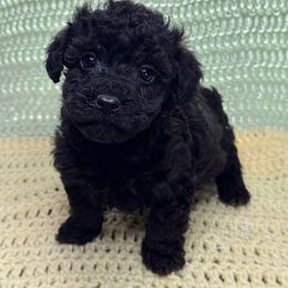Bobby boy 1 - Black male Poodle puppy in Berea, Kentucky from Blair’s Furry Friends