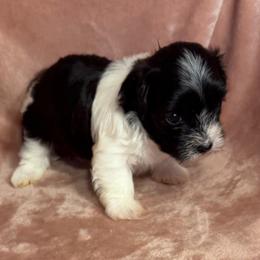 Mikey - Black and white male Havanese puppy in Maryville, Missouri from Dreamworks Havanese
