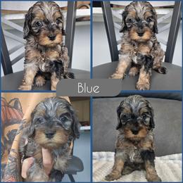 Blue - Merle male Cockapoo puppy in Zanesville, Ohio from Southtown Doodles LLC