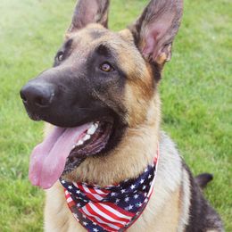 Reise - German Shepherd